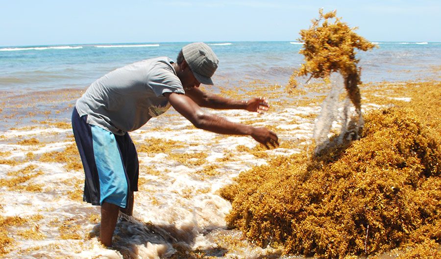 República Dominicana y México impulsan cooperación para enfrentar el sargazo en el Caribe